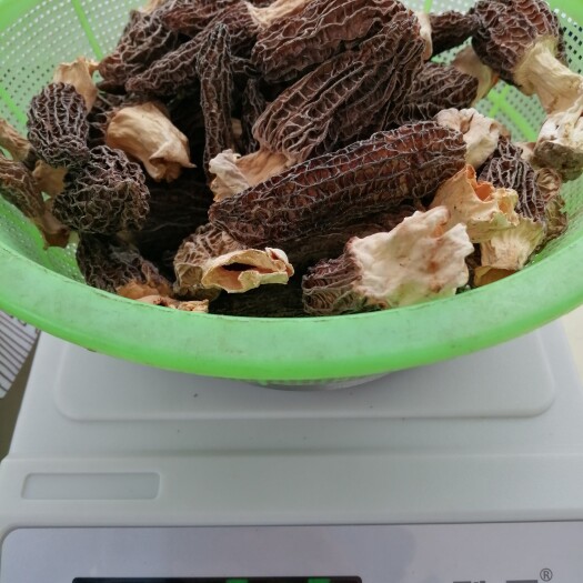 六安 头茬羊肚菌干品