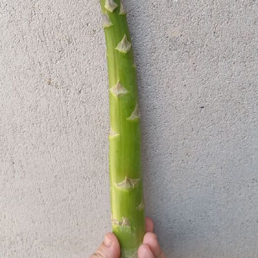 伊宁县绿芦笋 新疆维吾尔自治区伊犁哈萨克自治州伊宁县 20~30cm 