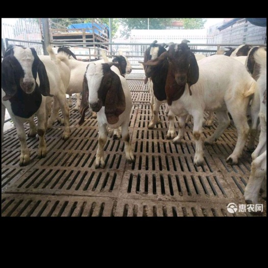 扶沟县 出售供应波尔山羊，