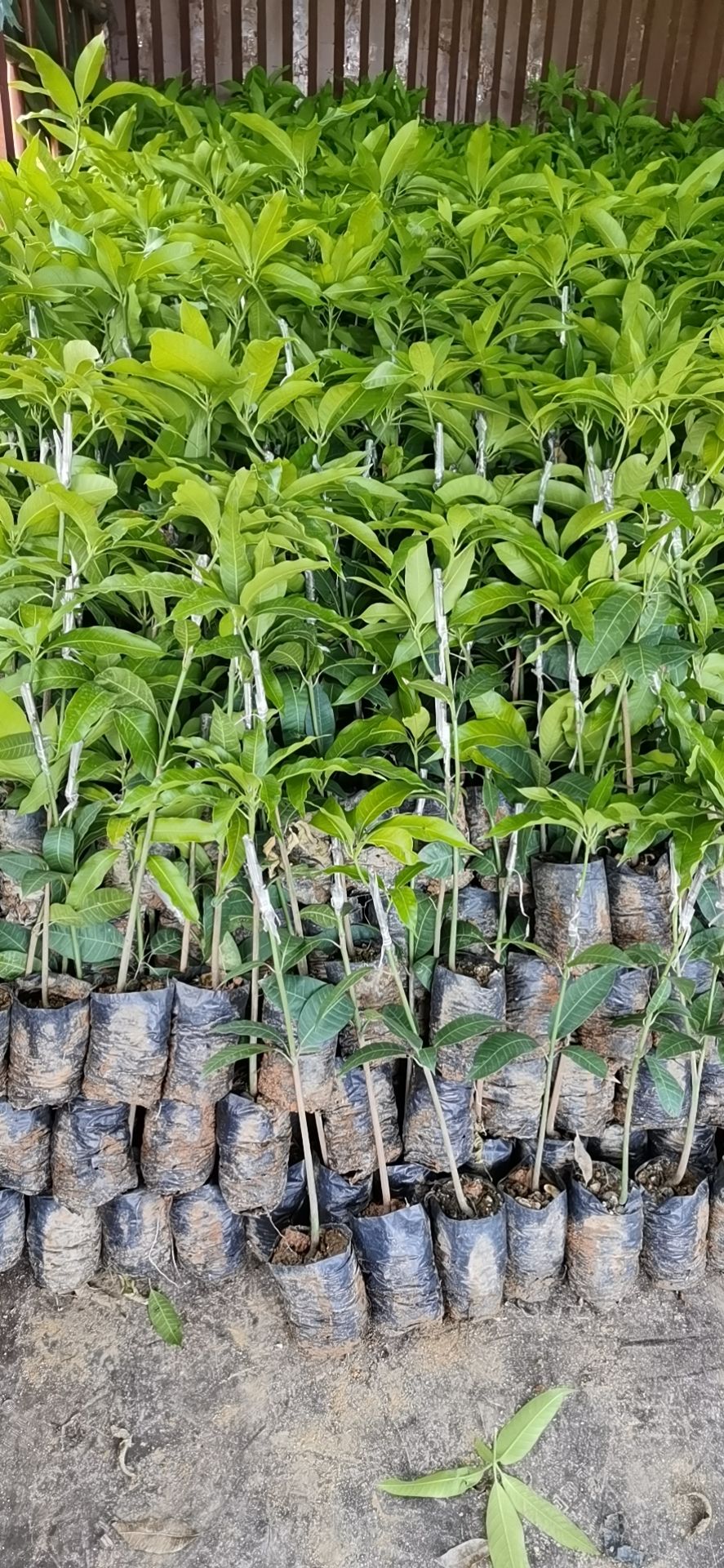 台农一号芒果苗  台农芒果香甜 果肉脆香甜 耐存