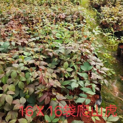 宜良县爬山虎 1公分以下 1~1.5米