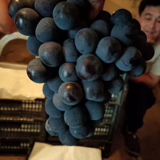 晋州市户太八号  河北晋州万亩果园大量生产精品沪太八号葡萄货源充足