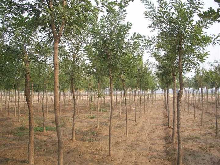 国槐8-10公分600棵