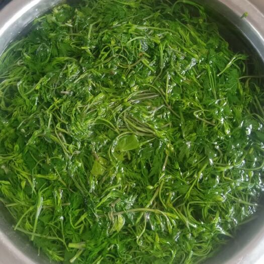 绥中县 山野菜