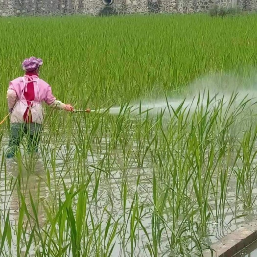 惠水县茭白