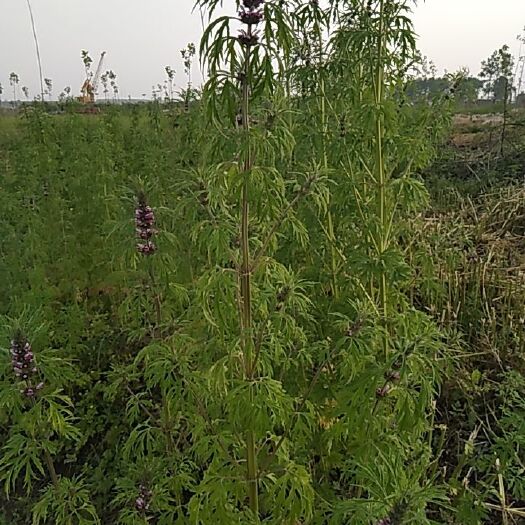 武汉益母草 益母卓