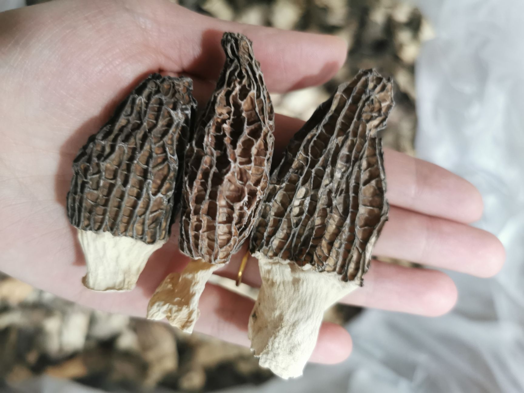 今年新货藏区羊肚菌
