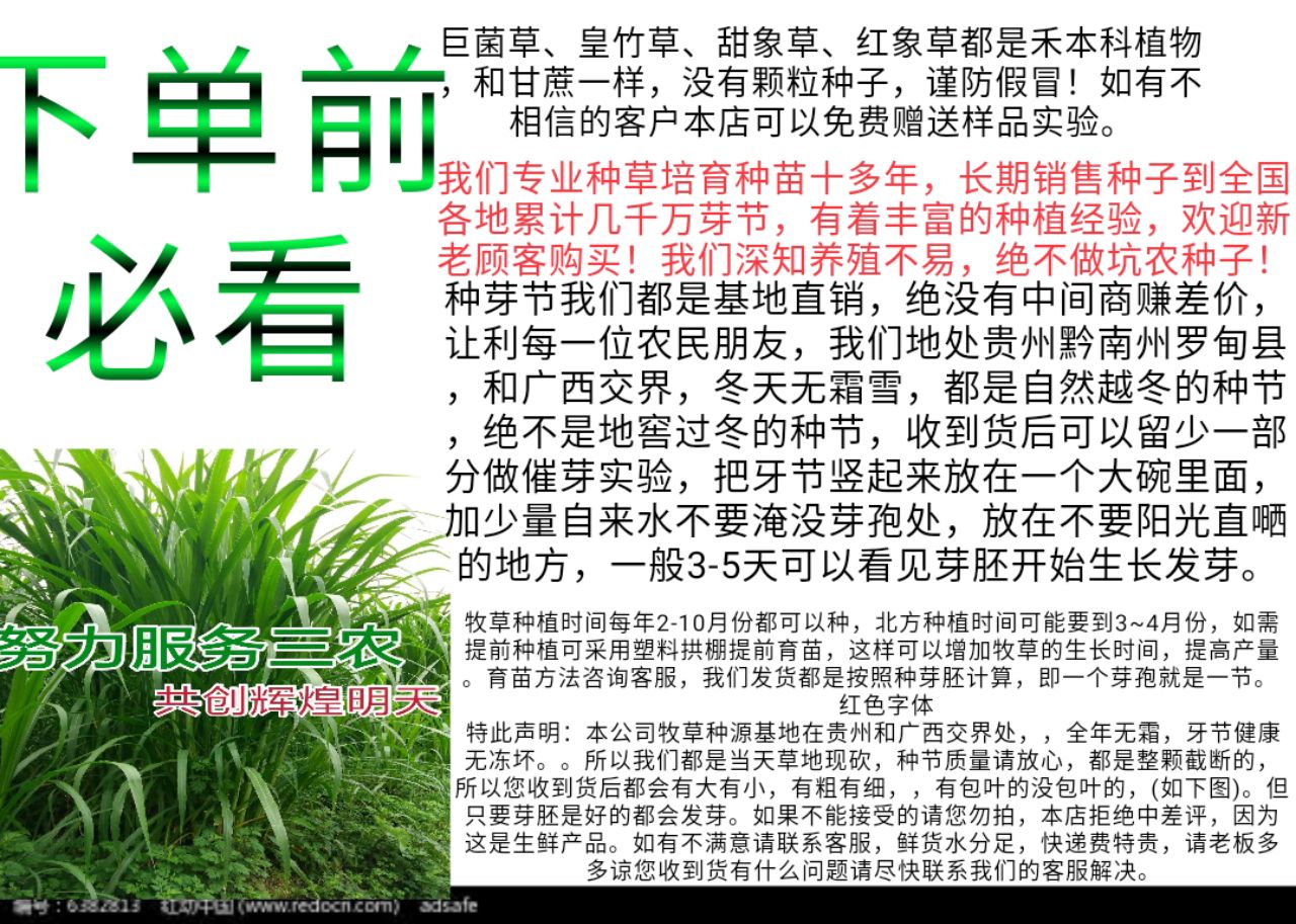 皇竹草种子  新型皇竹草种节甜象草种节多年生牧草品种养殖