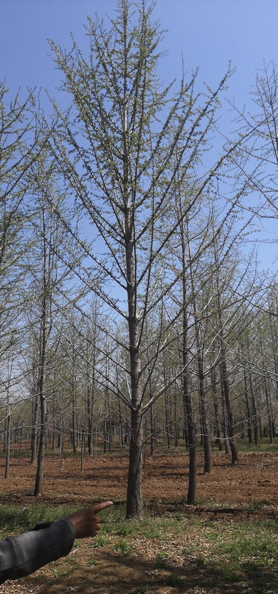 精品银杏苗圃出售一级银杏树苗