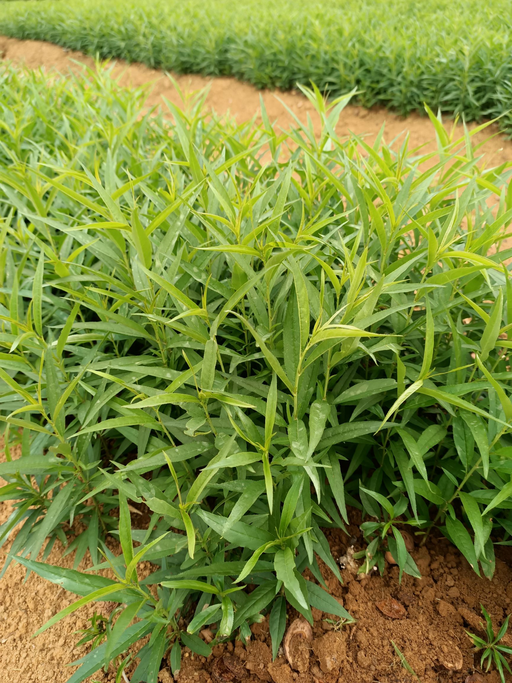 毛桃苗    毛桃芽苗   毛桃小苗