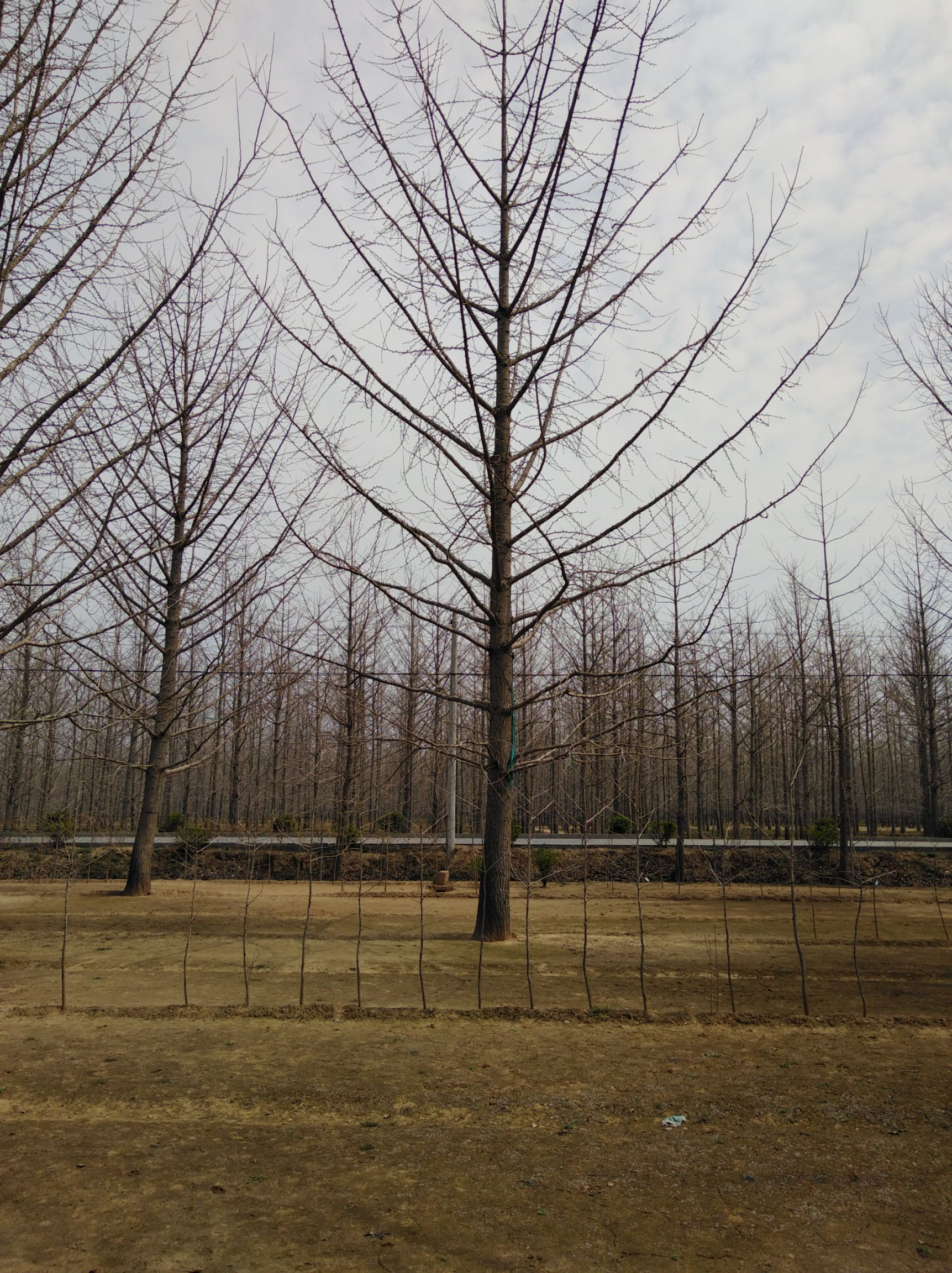 精品银杏苗圃出售一级银杏树苗