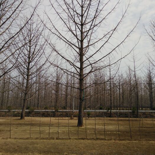 郯城县精品银杏苗圃出售一级银杏树苗
