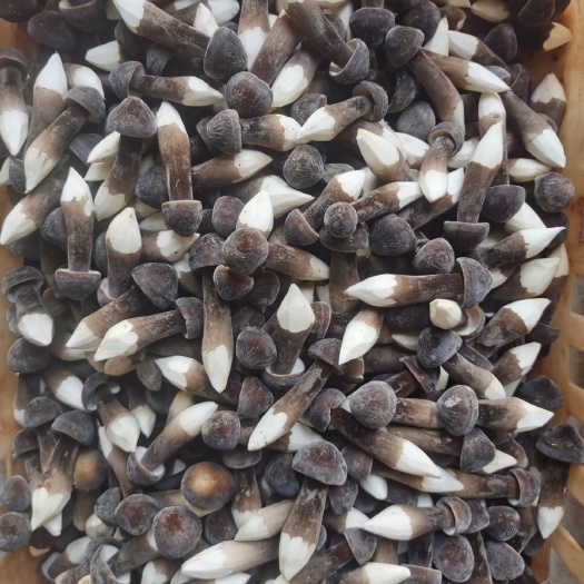 金乡县黑皮鸡枞菌工厂化栽培种植