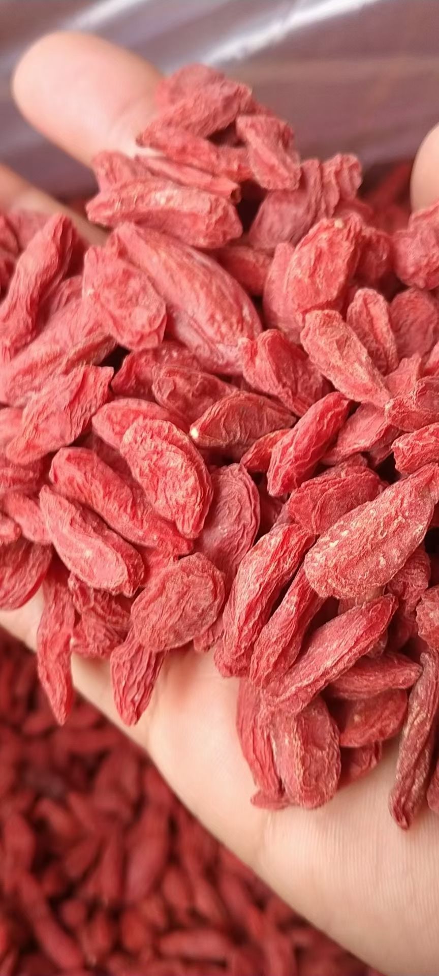 红枸杞  枸杞,宁夏枸杞量大从优