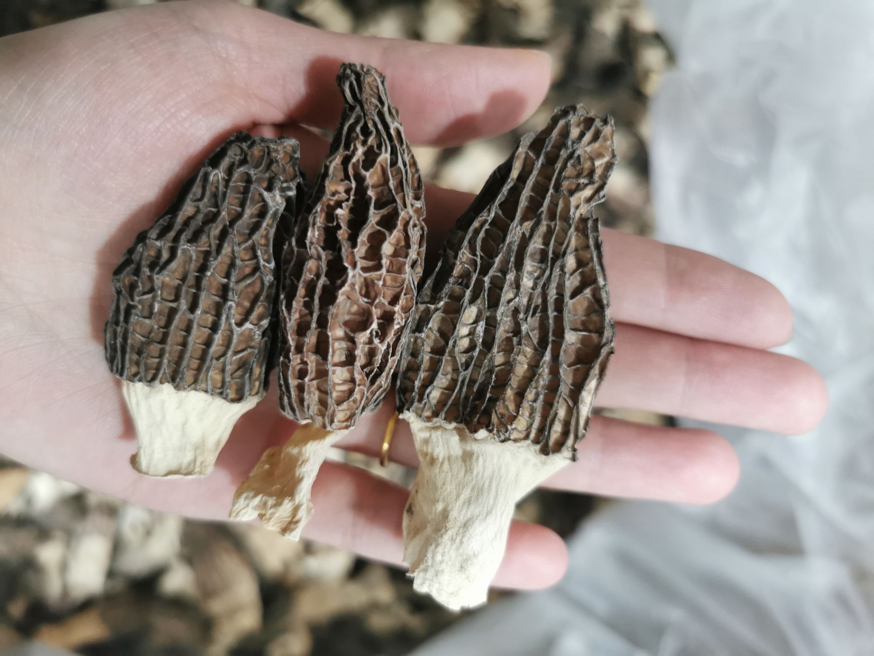 今年新货藏区羊肚菌