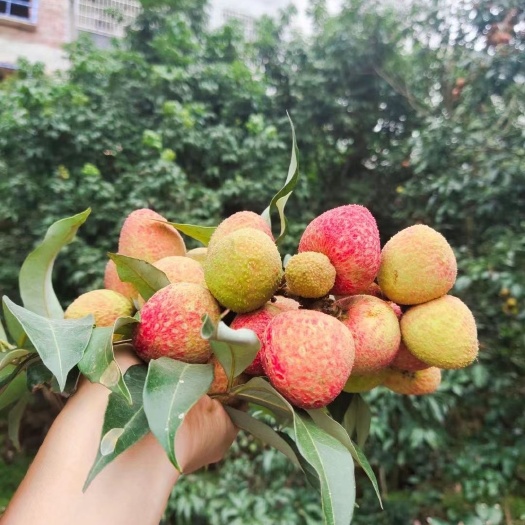 灵山县 灵山三月红荔枝，汁多肉甜，香甜可口