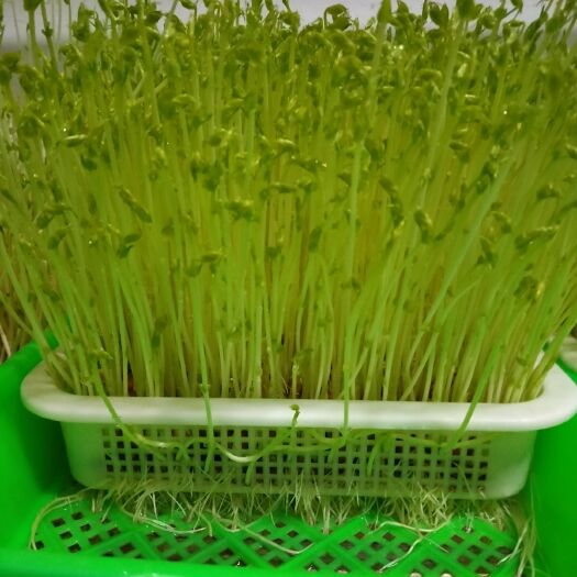 赵县 绿色水培豌豆苗