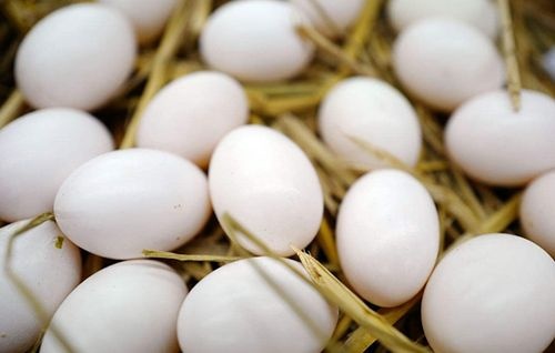 新兴县鸽子蛋 食用 箱装 