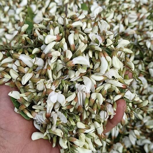 三门峡 天然无公害槐花，现货销售