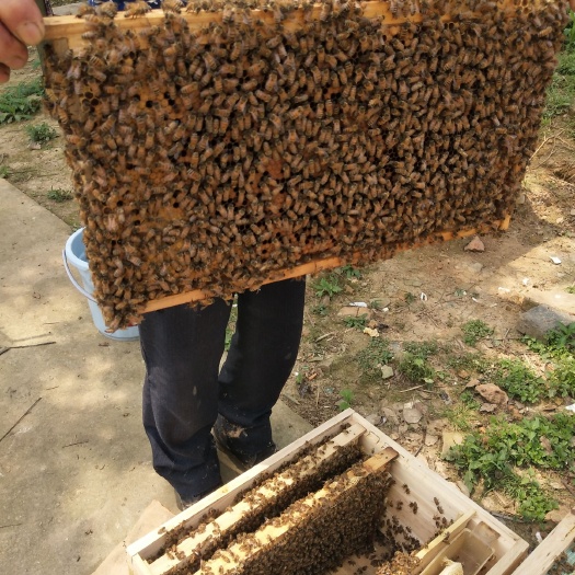 澧县意大利蜜蜂 意蜂