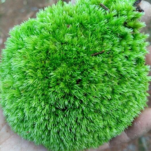 城固县水苔苔藓  优质白发藓，永生苔藓