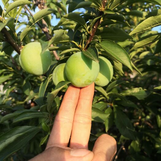 平乐县产地直供，货源充足，质量优良！桂林五月脆红李