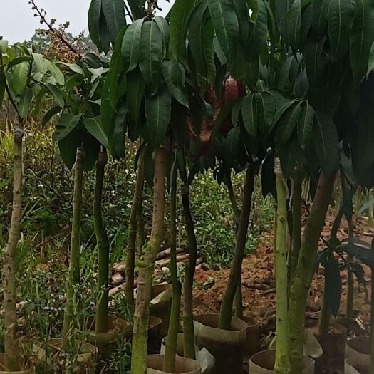 金煌芒果苗 