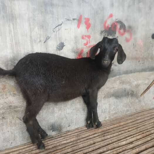 小羔羊 黑山羊