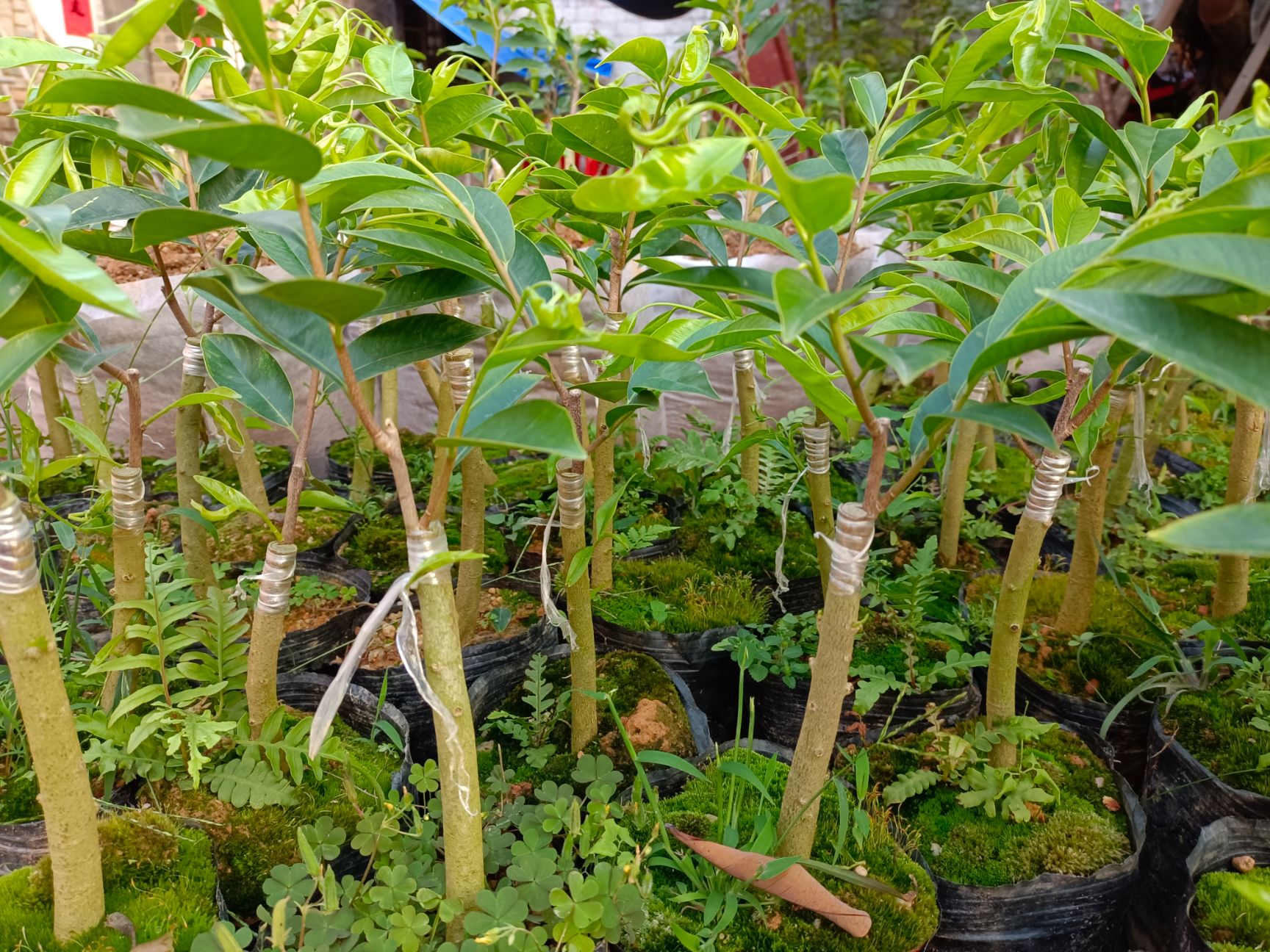 奇楠沉香树 沉香椅楠一代母树嫁接苗