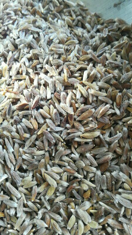 安国市苍术种子，带朱砂点，苍术籽，苍术秧子，纯新种子 包芽率包邮