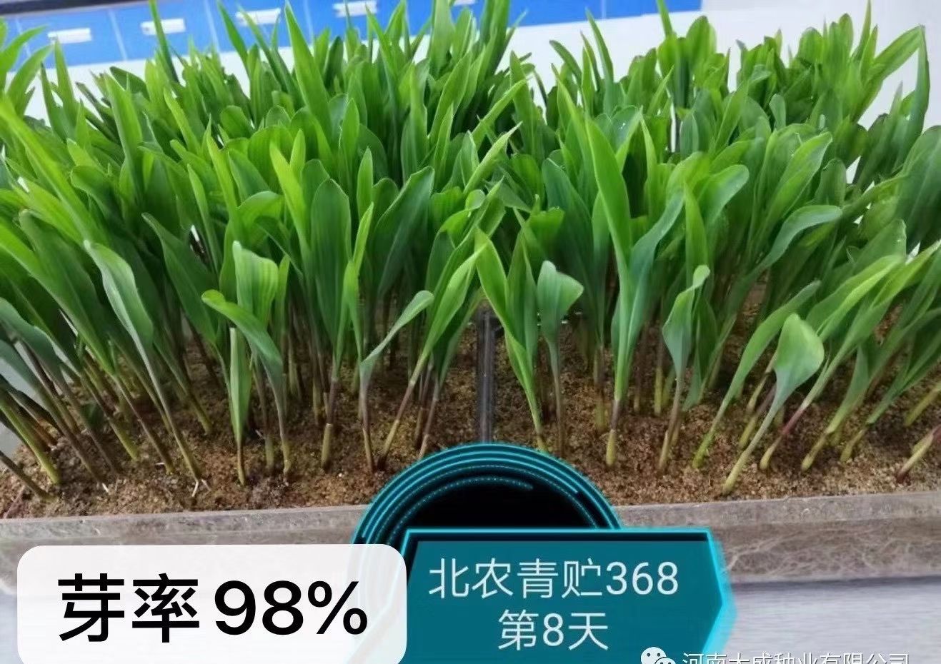 北农青储368