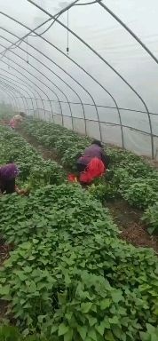 民权县红薯种  澳洲紫白红薯苗 安纳芋红薯苗 冰激淋红薯苗 紫薯苗