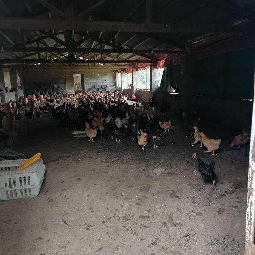 株洲 土鸡