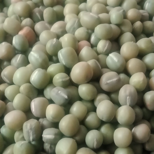 邢台青大豆 大绿豆寒