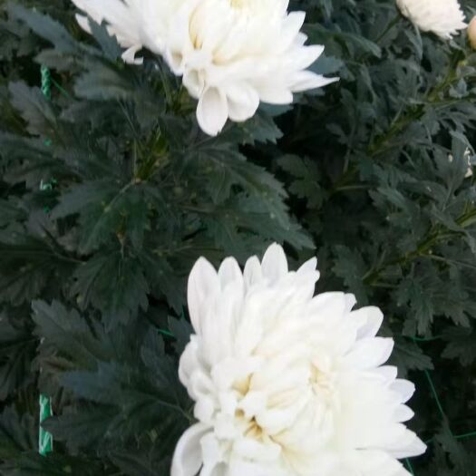 新沂市鲜切花黄白菊基地直发优质优价