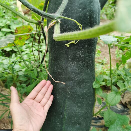 遂溪县 大量本地黑皮冬瓜滞销