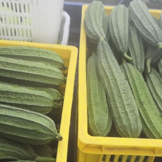 广州 棱丝瓜