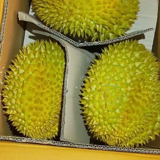 广州金枕榴莲  金枕头榴莲当季新鲜水果泰国榴莲A果