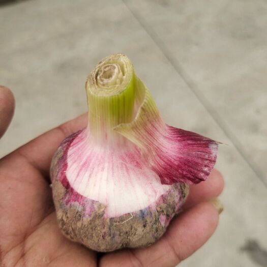 徐州红皮蒜  邳州红皮早熟大蒜大量上市中