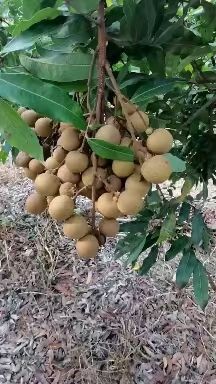 东方市 海南龙眼