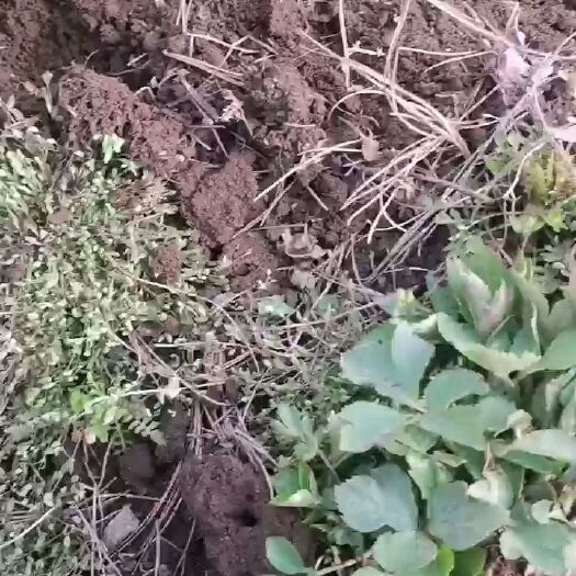 靖宇县当归种苗  当归苗，长白山一代培育，大河当归苗，不串台