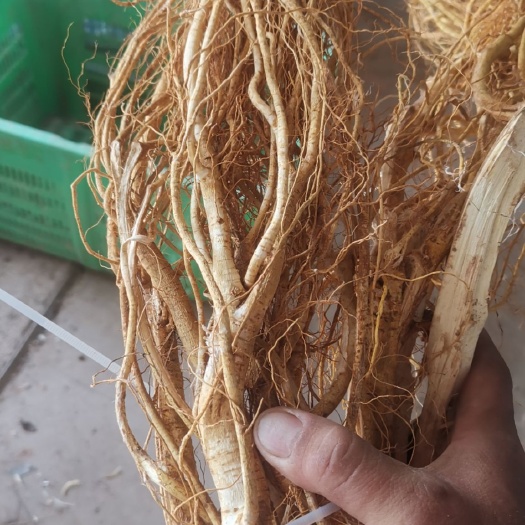 河源五指毛桃,五爪龙,五指牛奶干货,量大从优