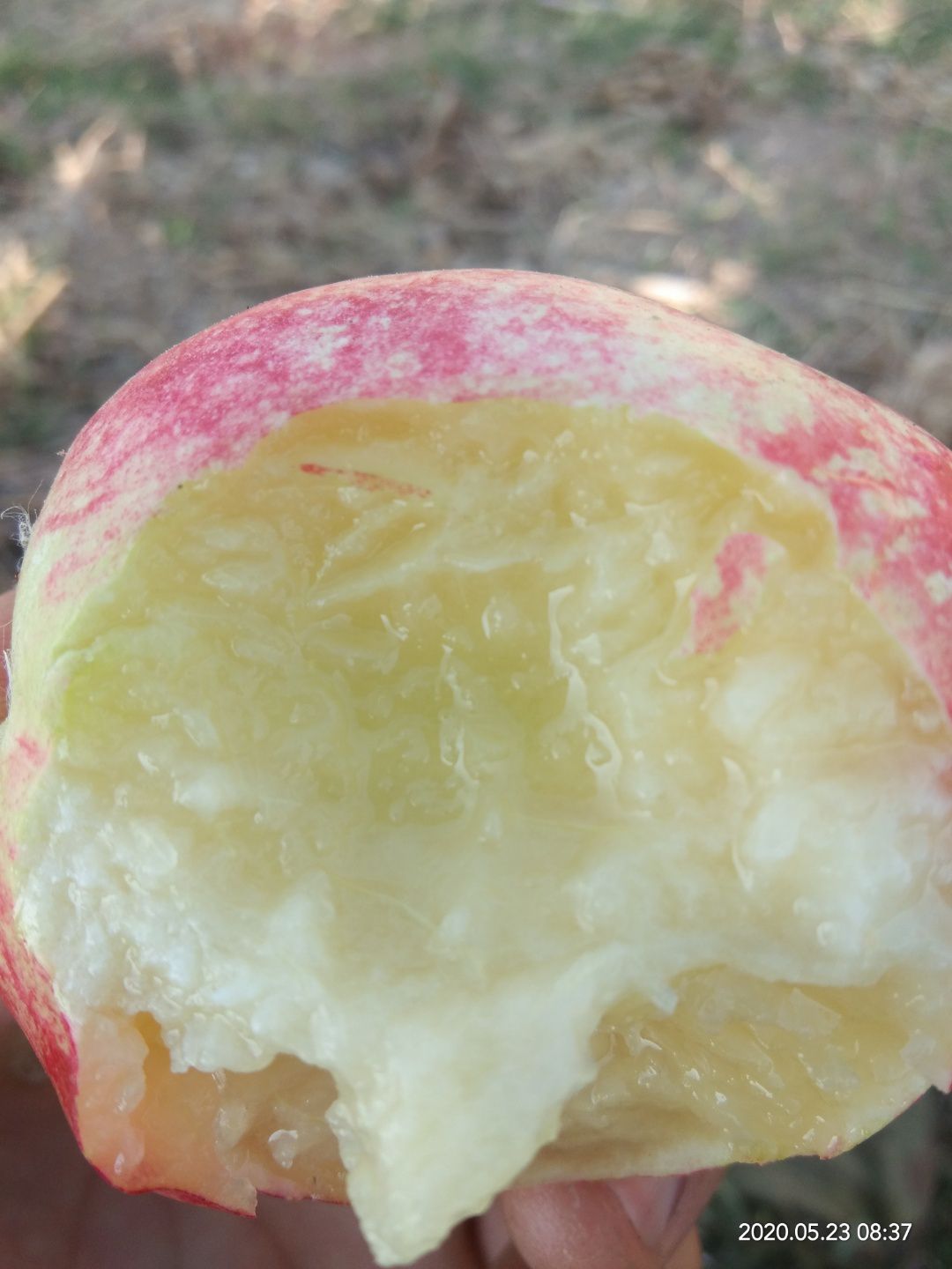 红油桃  油桃已经上市绿果大油桃红果大油桃，口感纯甜，欢迎各