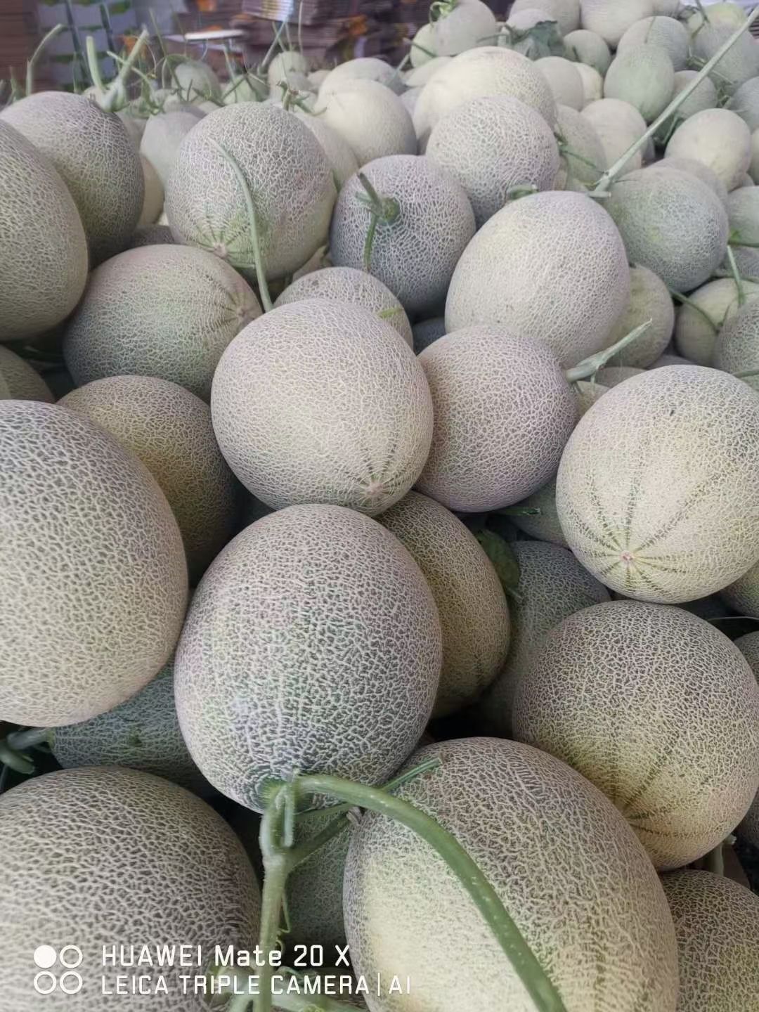 西州蜜  新疆特产吐鲁番哈密瓜甜瓜