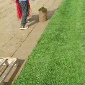 襄城县果岭草 混播草