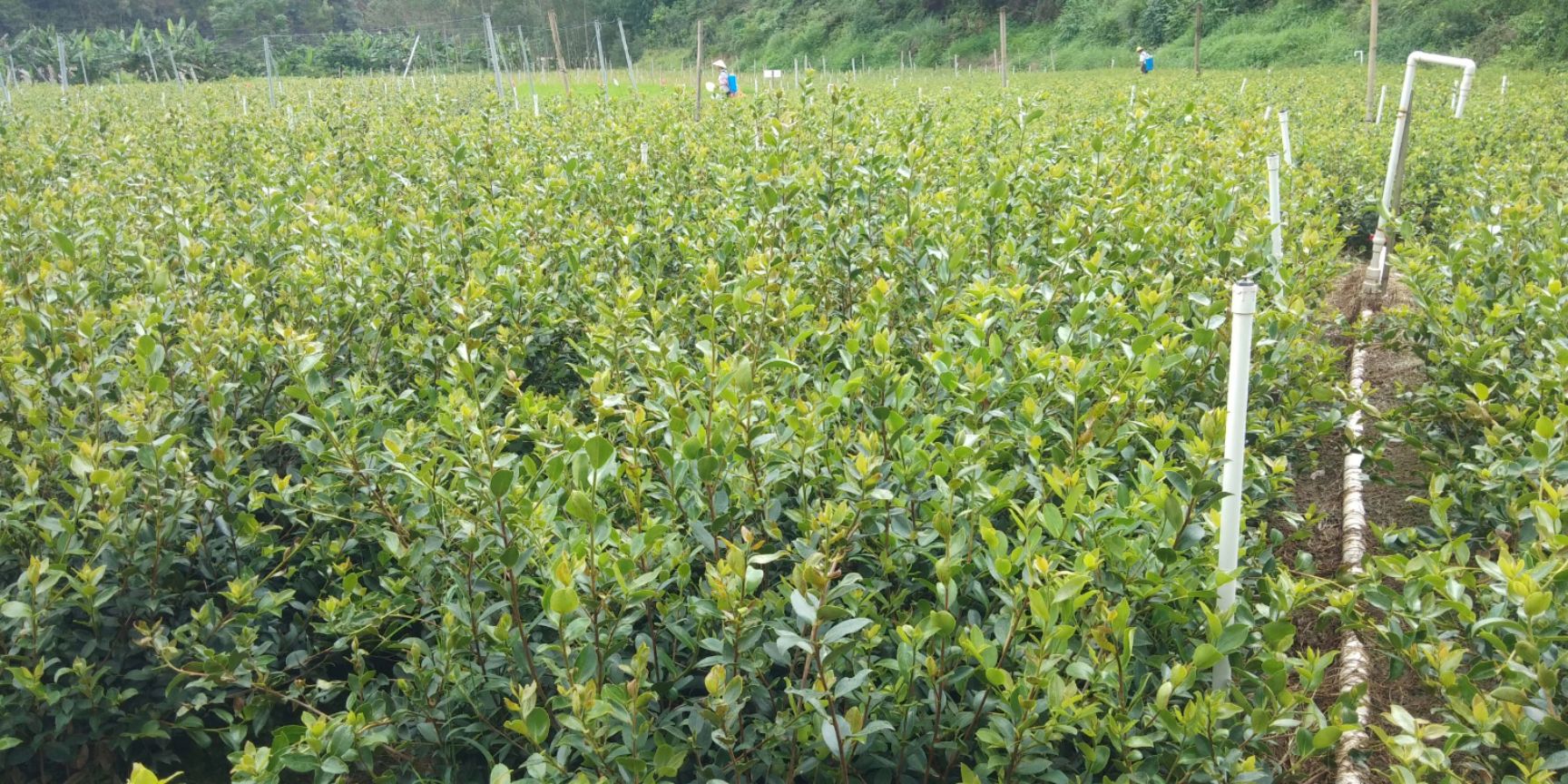 油茶种子  茶籽种子今年的新种子