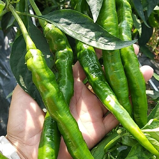 信宜市 线椒，线椒。