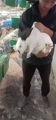新兴县肉兔，种兔，