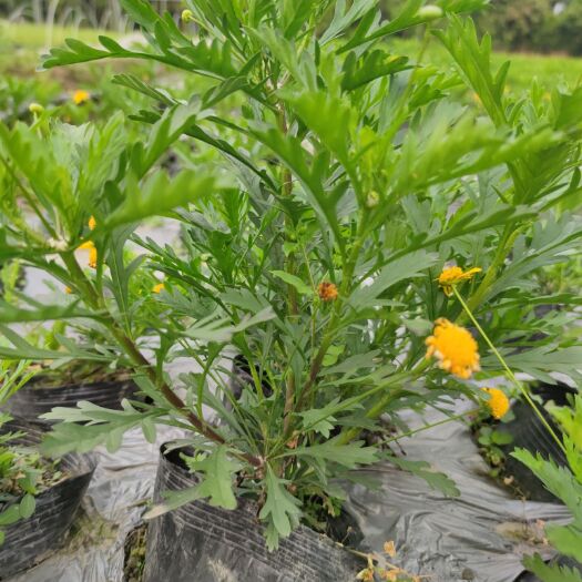 成都木春菊苗 木春菊，30左右高16杯，有需要的联系，货在成都