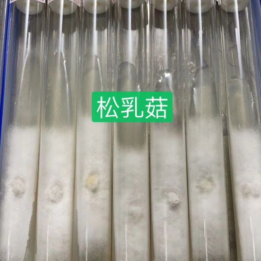 法库县平菇菌种  松乳菇母种试管
